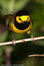 Warbler - 